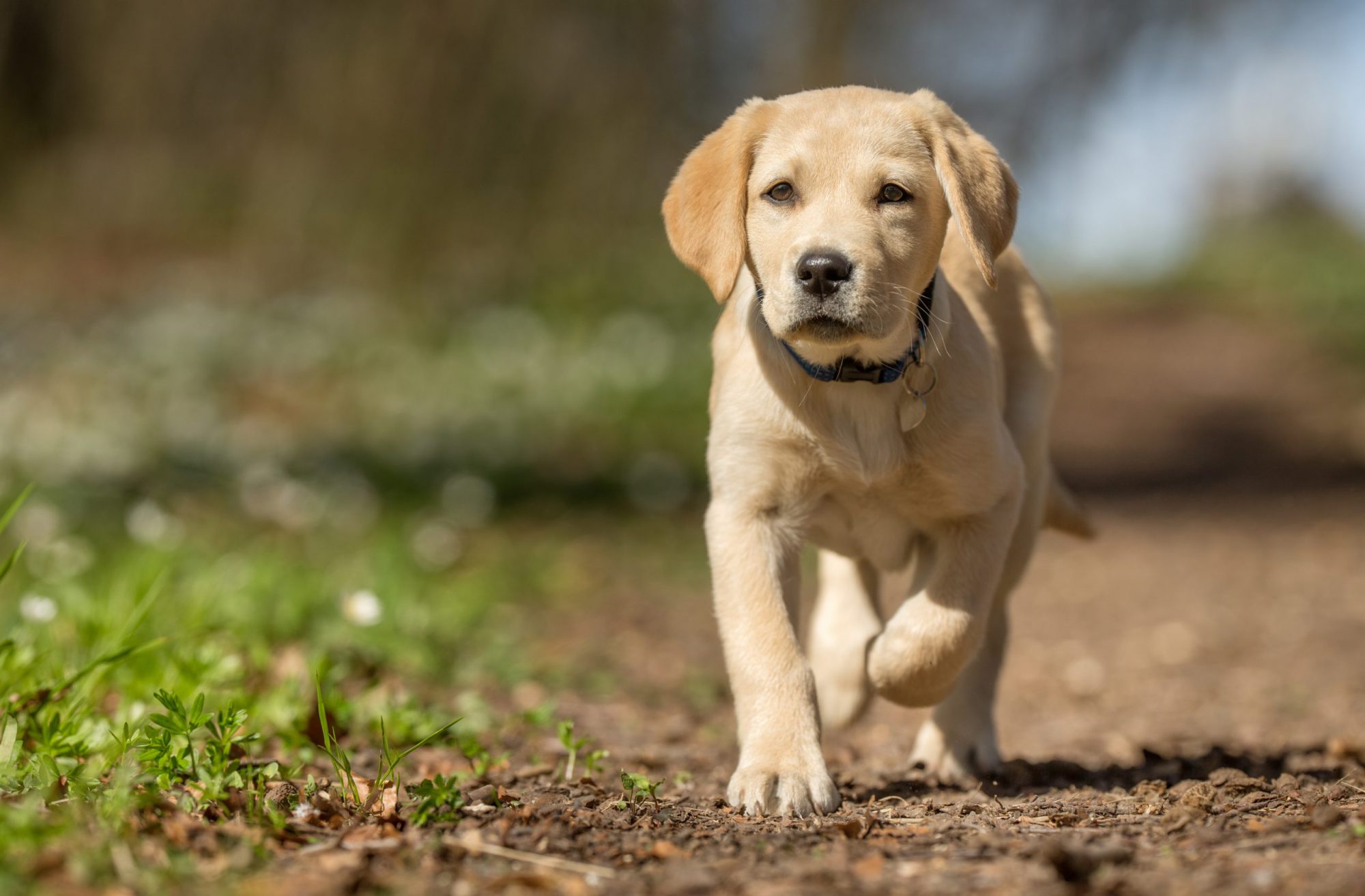 armoede voormalig Slapen Labrador pup kopen? Wij vinden een betrouwbare pup voor je! - FairPet.nl