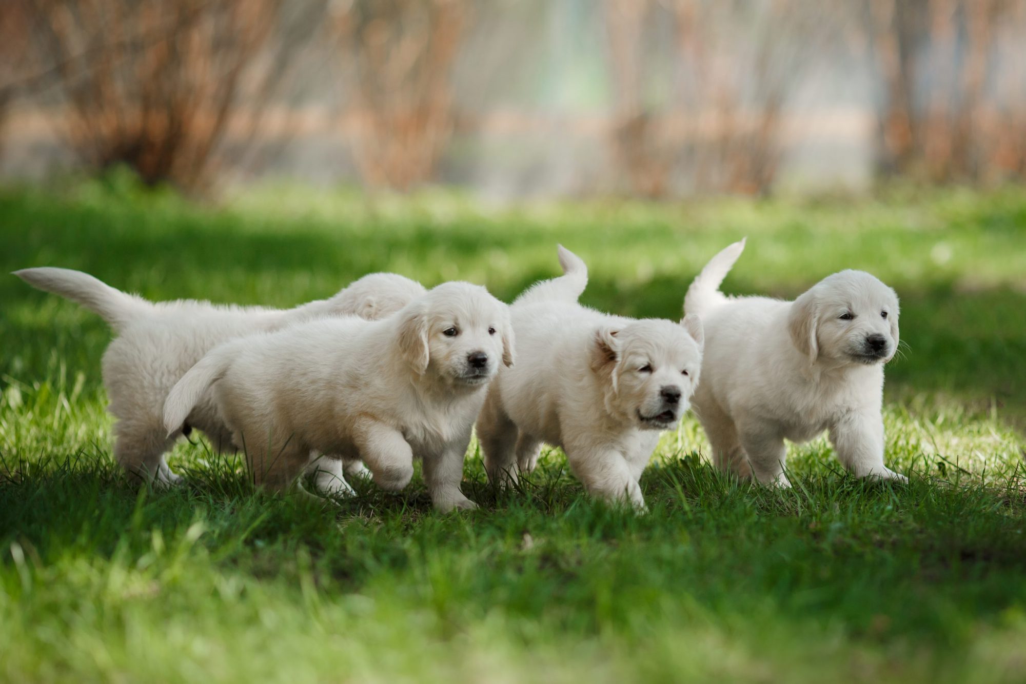 Maak plaats Ciro bewijs Golden retriever pup kopen? Wij vinden een betrouwbare pup voor je! -  FairPet.nl